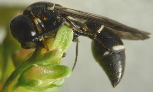 Réf. 217 870 : Microdynerus timidus